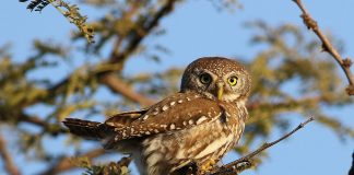 Mica bufniță perlată (Glaucidium perlatum) din Africa