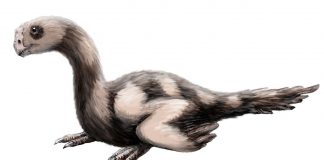 Microvenator, micul dinozaur vânător descris de paleontologul John Ostrom