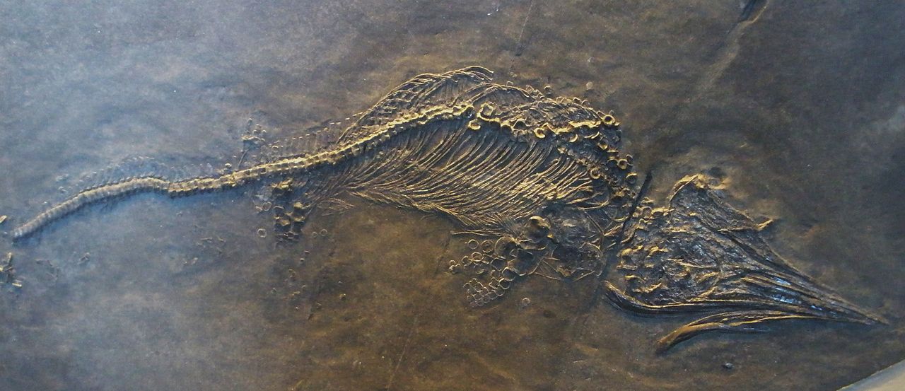 Mixosaurus