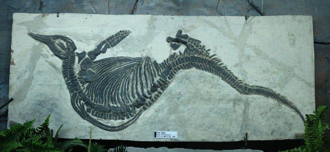 Mixosaurus, dinozaurul-pește descris de paleontologul George H. Bauer Mixosaurus, dinozaurul-pește descris de paleontologul George H. Bauer