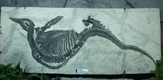 Mixosaurus, dinozaurul-pește descris de paleontologul George H. Bauer