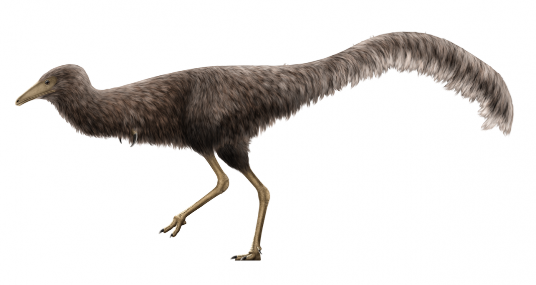 Mononykus, pasărea-dinozaur cu un aspect ciudat