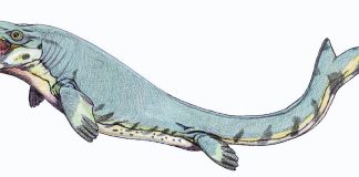 Mosasaurus, șopârla cu bot de crocodil care înotă în mare