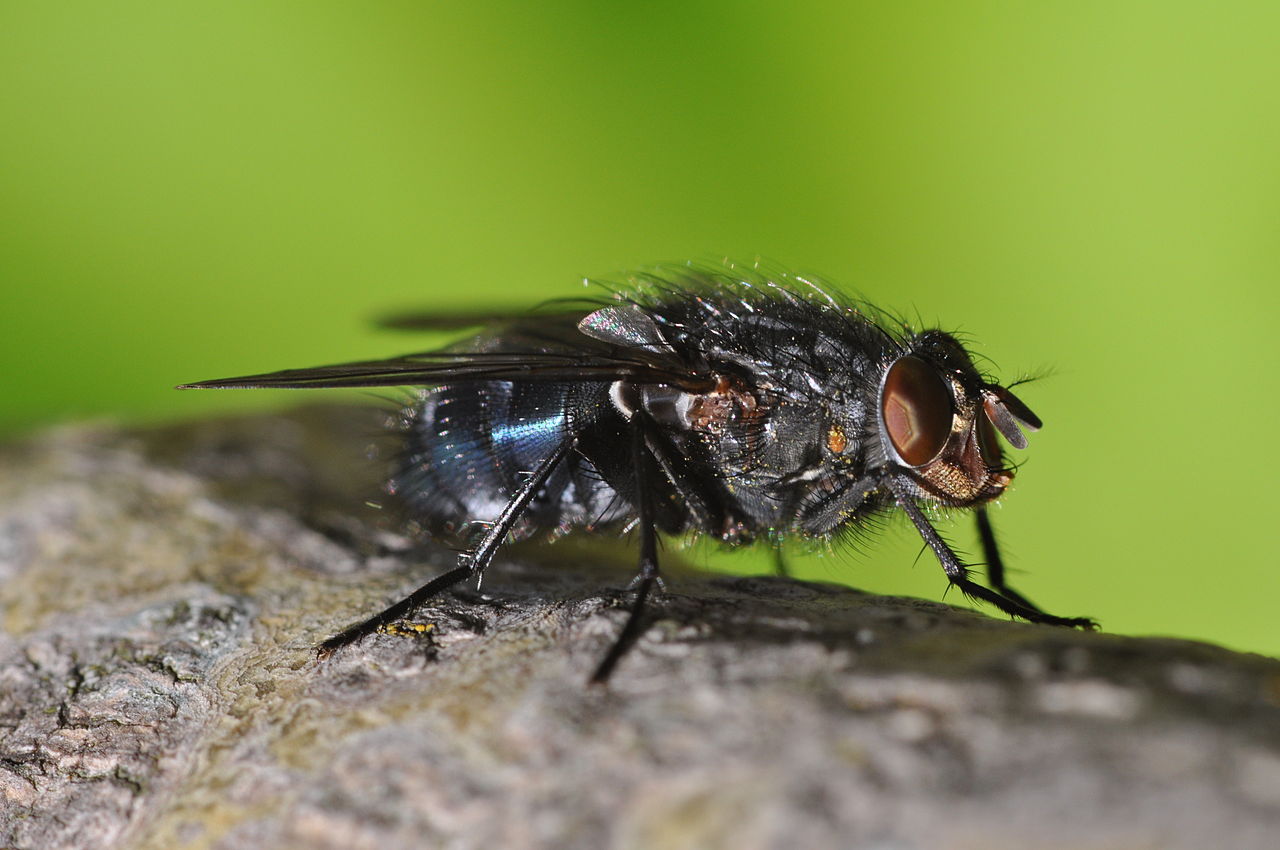 Calliphora vicina