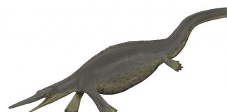 Nanchangosaurus