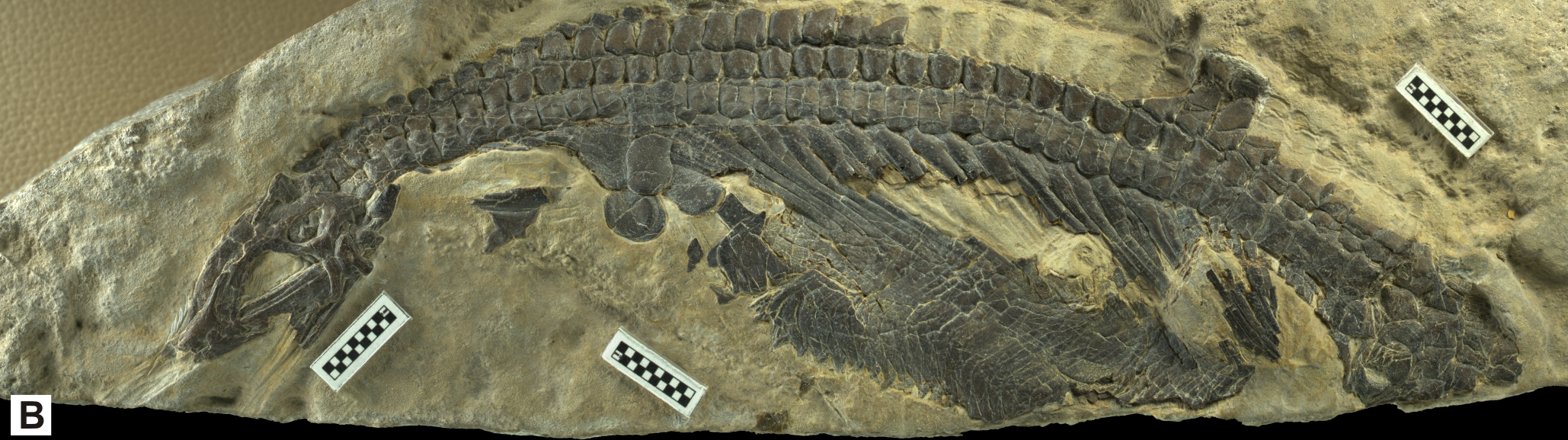 Nanchangosaurus, șopârla marină din China