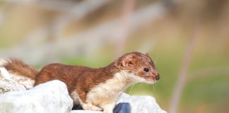 Nevăstuica (Mustela nivalis), un lacom prădător de mici rozătoare
