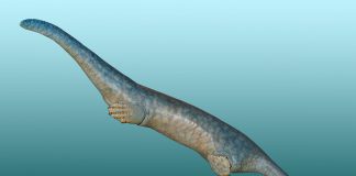 Nothosaurus, reptila marină din perioada Triasicului