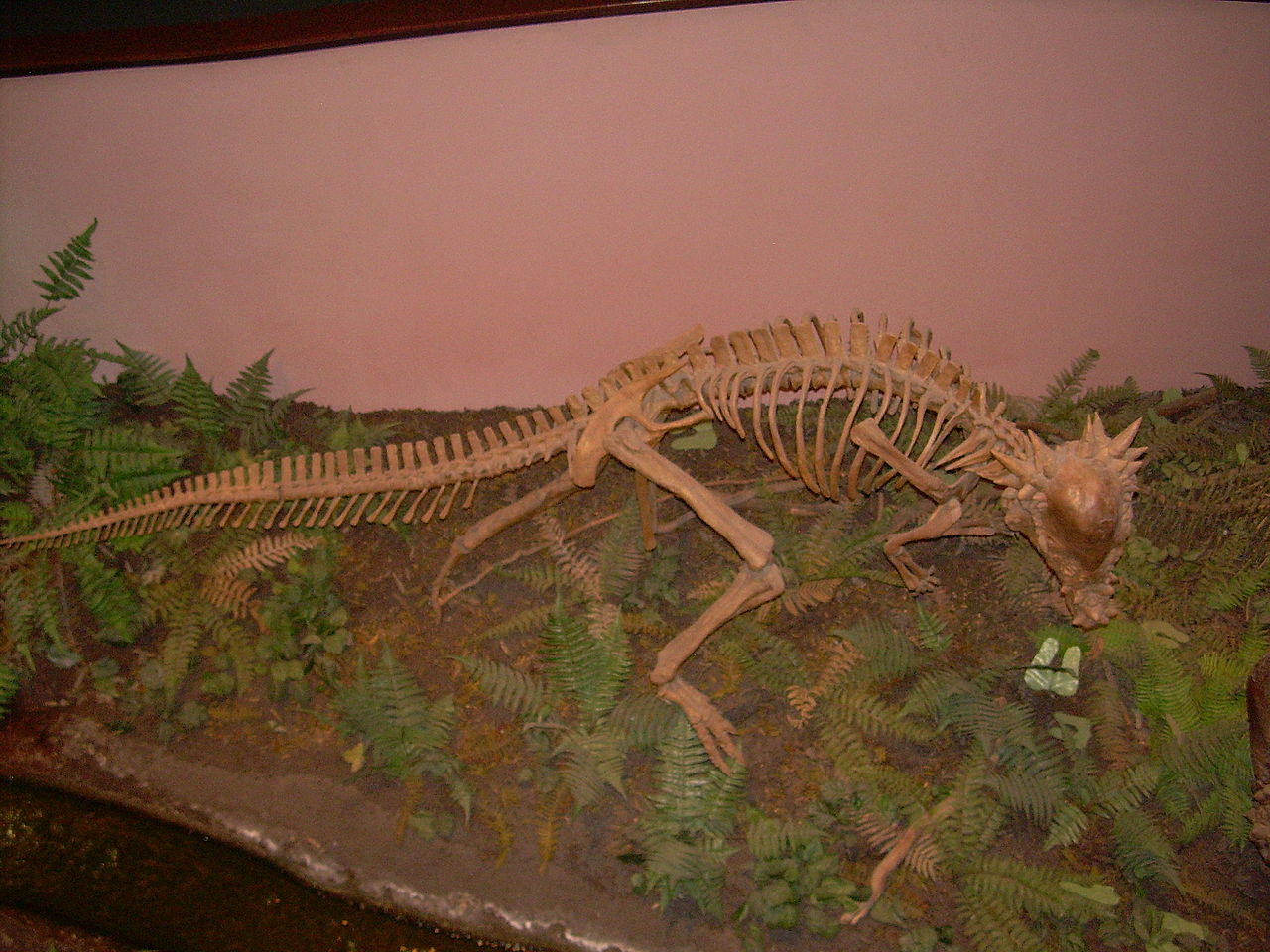 Pachycephalosaurus wyomingensis