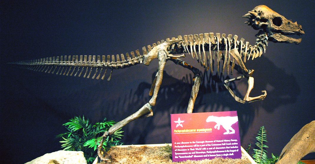 Pachycephalosaurus wyomingensis, dinozaurul din Cretacicul superior care avea craniul foarte mare Pachycephalosaurus wyomingensis, dinozaurul din Cretacicul superior care avea craniul foarte mare