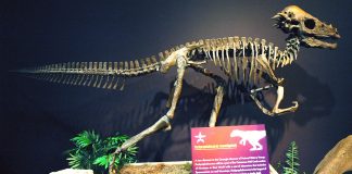 Pachycephalosaurus wyomingensis, dinozaurul din Cretacicul superior care avea craniul foarte mare