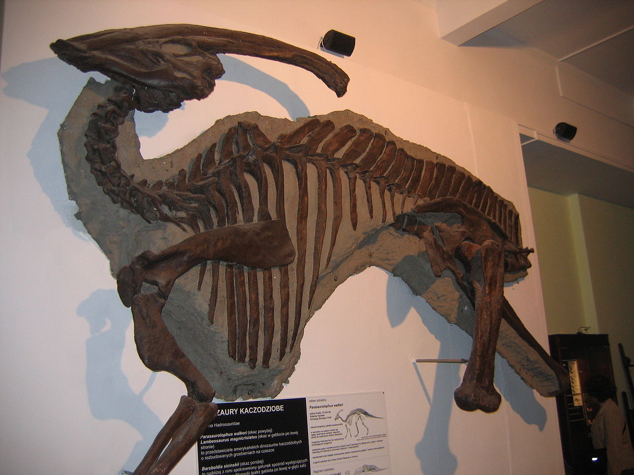 Parasaurolophus