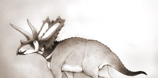 Pentaceratops - Dinozaurul cu cinci coarne descris de paleontologul H. F. Osborn