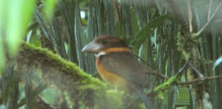 Pescărușul lopătar (Clytoceyx rex) din Insula Noua Guinee