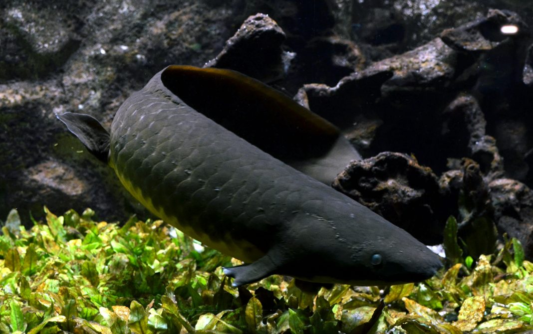 Pestele Djelleh (Neoceratodus forsteri) din estul Australiei