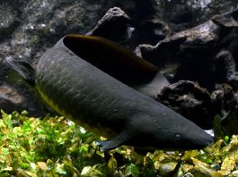 Pestele Djelleh (Neoceratodus forsteri) din estul Australiei
