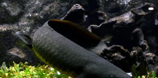 Pestele Djelleh (Neoceratodus forsteri) din estul Australiei