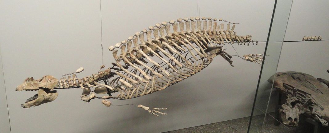 Placodus, reptilă marină din Triasicul inferior descrisă de paleontologul Louis Agassiz