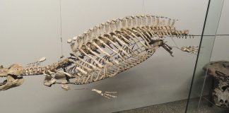 Placodus, reptilă marină din Triasicul inferior descrisă de paleontologul Louis Agassiz