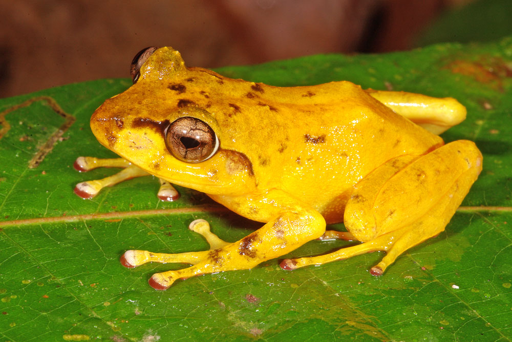 Platymantis vitiensis, Foto: ryanphotographic.com