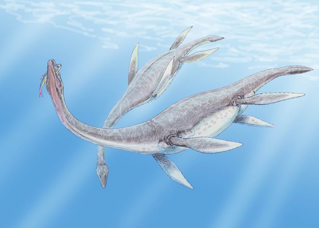 Plesiosaurus, dinozaurul semiacvatic descris de William Conybeare