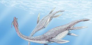 Plesiosaurus, dinozaurul semiacvatic descris de William Conybeare
