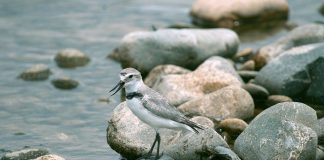 Ploierul cu cioc deviat (Anarhynchus frontalis), singura pasăre care are ciocul curbat