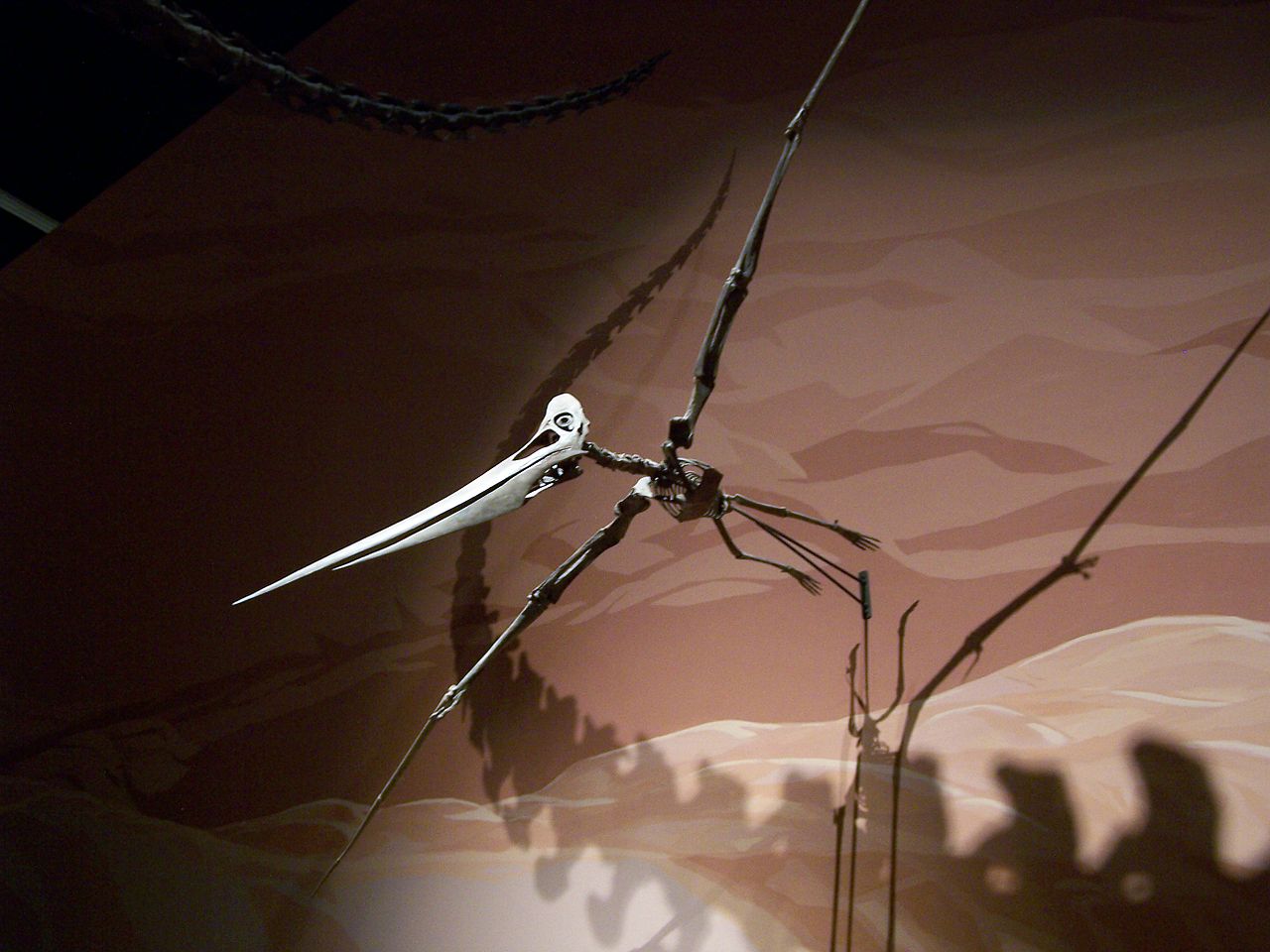 Pteranodon