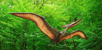 Pteranodon, dinozaurul zburător din Cretacicul superior