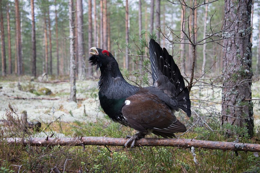 Păsări de vânat - Cocoșul de munte (Tetrao urogallus)