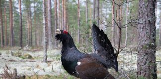 Păsări de vânat - Cocoșul de munte (Tetrao urogallus)