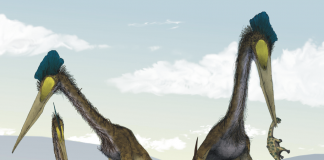 Quetzalcoatlus, dinozaurul zburător din America de Nord