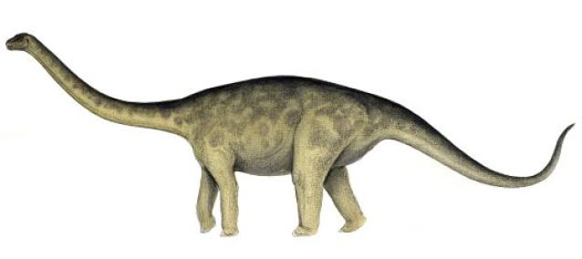Rhoetosaurus, Foto: dinosaurs.about.com
