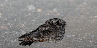 Rândunica de noapte americană (Phalaenoptilus nuttallii) este parțial migratoare