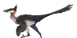 Saurornithoides, considerat de Dale Russell un dinozaur ,,inteligent”