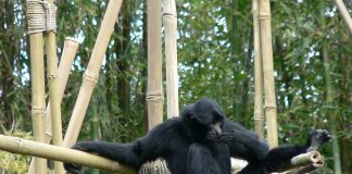 Siamangul (Hylobates syndactylus), cel mai mare gibon din lume