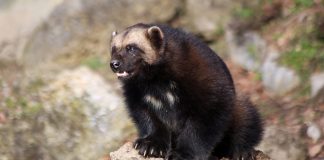 Specii de animale mustelide, Jderul-flamanzila (Gulo gulo)