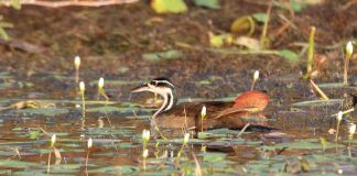 Specii de păsări acvatice – Heliornis fulica din America Centrală și de Sud