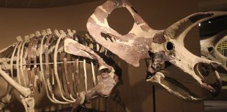 Torosaurus - Șopârla taur cu cel mai mare craniu din lume