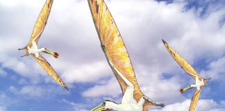 Tropeognathus, un dinozaur zburător cu un cioc bizar