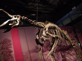 Tsintaosaurus - Dinozaurul cu aspectul unicornului mitic