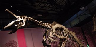 Tsintaosaurus - Dinozaurul cu aspectul unicornului mitic