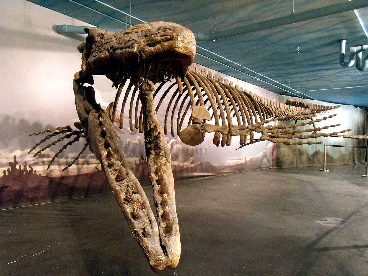 Tylosaurus