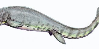 Tylosaurus, cel mai mare mosazaur marin din Cretacicul superior