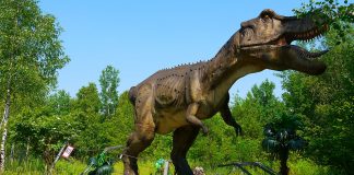 Tyrannosaurus rex, cel mai mare dinozaur de pradă de pe suprafața Pământului