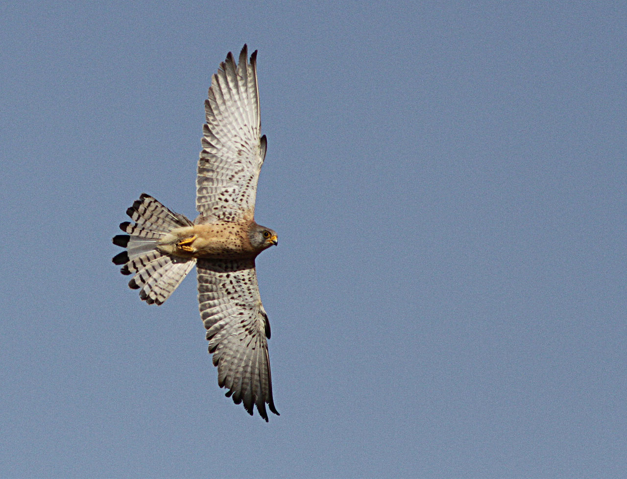 Vânturelul roșu (Falco tinnunculus)