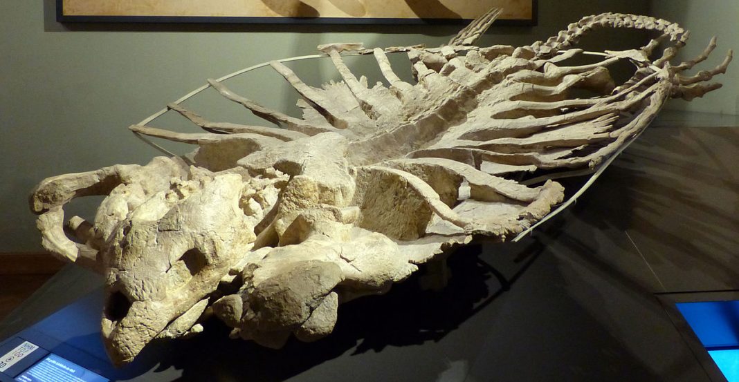 Vezi cum arăta țestoasa marină preistorică Archelon din Cretacicul superior! Vezi cum arăta țestoasa marină preistorică Archelon din Cretacicul superior!