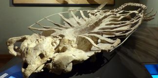 Vezi cum arăta țestoasa marină preistorică Archelon din Cretacicul superior!