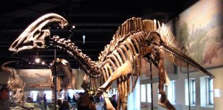 Vezi cât de ciudat arată dinozaurul erbivor Parasaurolophus walkeri din Cretacicul superior!