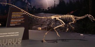 Vezi cât de fioros era dinozaurul Masiakasaurus de pe teritoriul Cretacic al Insulei Madagascar